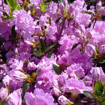 Rhododendron hybrid - 'Elsie Lee' 