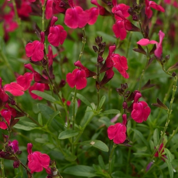 Salvia greggii - Mirage™ Neon Rose Sage