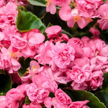 Begonia semperflorens - Double Up™ Pink