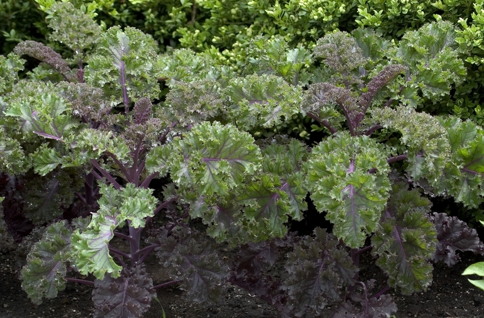 Ornamental Cabbage - Brassica oleracea 'Redbor' from Kings Garden Center