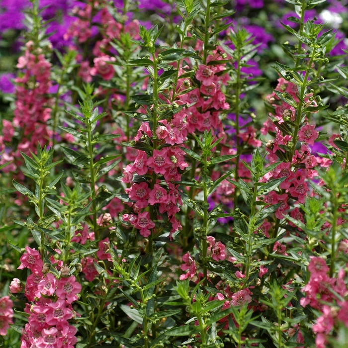 Angelonia Angelface™ Pink - Summer Snapdragon from Kings Garden Center