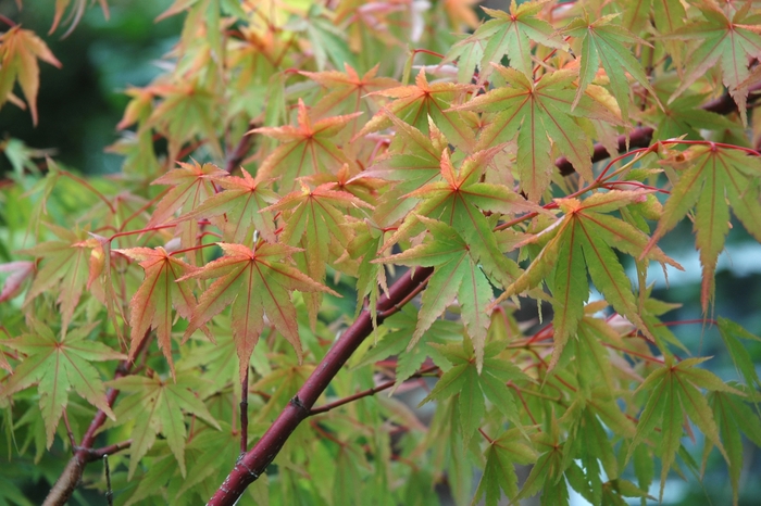 Coral Bark Maple - Acer palmatum 'Sango Kaku' from Kings Garden Center