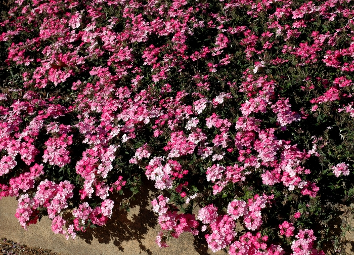 Verbena - Verbena 'Lanai® Bright Pink' from Kings Garden Center