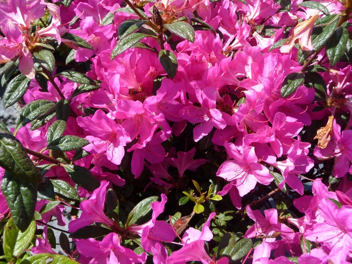 Encore® 'Autumn Amethyst®' - Rhododendron (Azalea) from Kings Garden Center