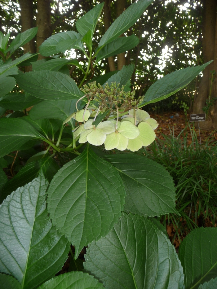 Big Leaf Hydrangea - Hydrangea macrophylla 'Hadsbury' from Kings Garden Center