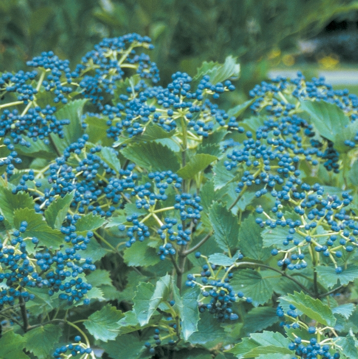 Arrowwood Viburnum - Viburnum dentatum 'Blue Muffin' from Kings Garden Center