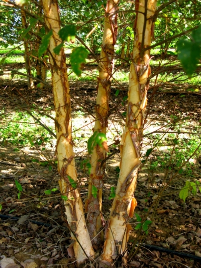 Dura Heat ®Birch Tree - Betula nigra 'Dura Heat®' from Kings Garden Center