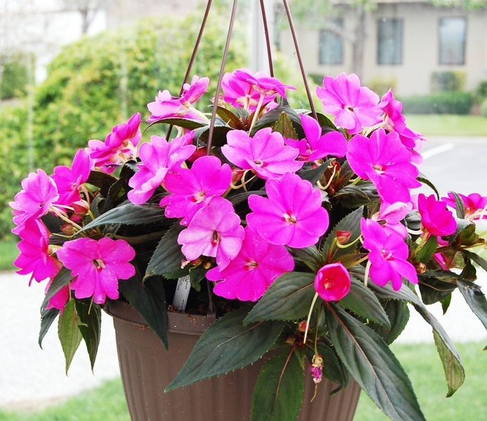 SunPatiens® Compact Lilac - Impatiens 'Lilac' from Kings Garden Center