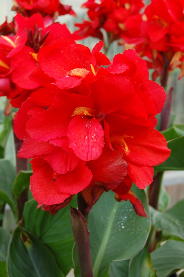 Tropical™ Red Canna Lily - Canna 'Tropical™ Red' from Kings Garden Center