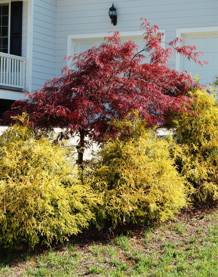 Golden Mop Cypress - Chamaecyparis pisifera 'Golden Mop' from Kings Garden Center