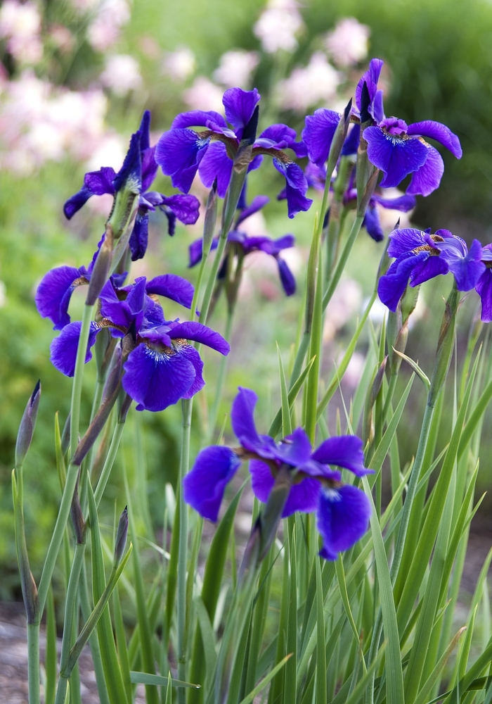 Siberian Iris - Iris sibirica from Kings Garden Center