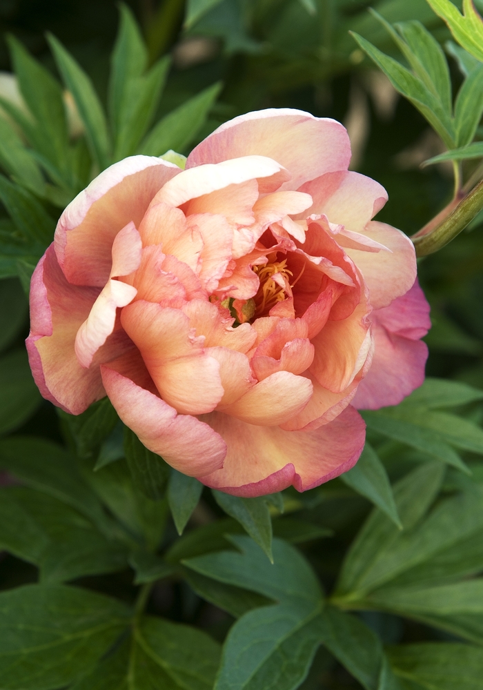 Peony - Paeonia 'Julia Rose' from Kings Garden Center