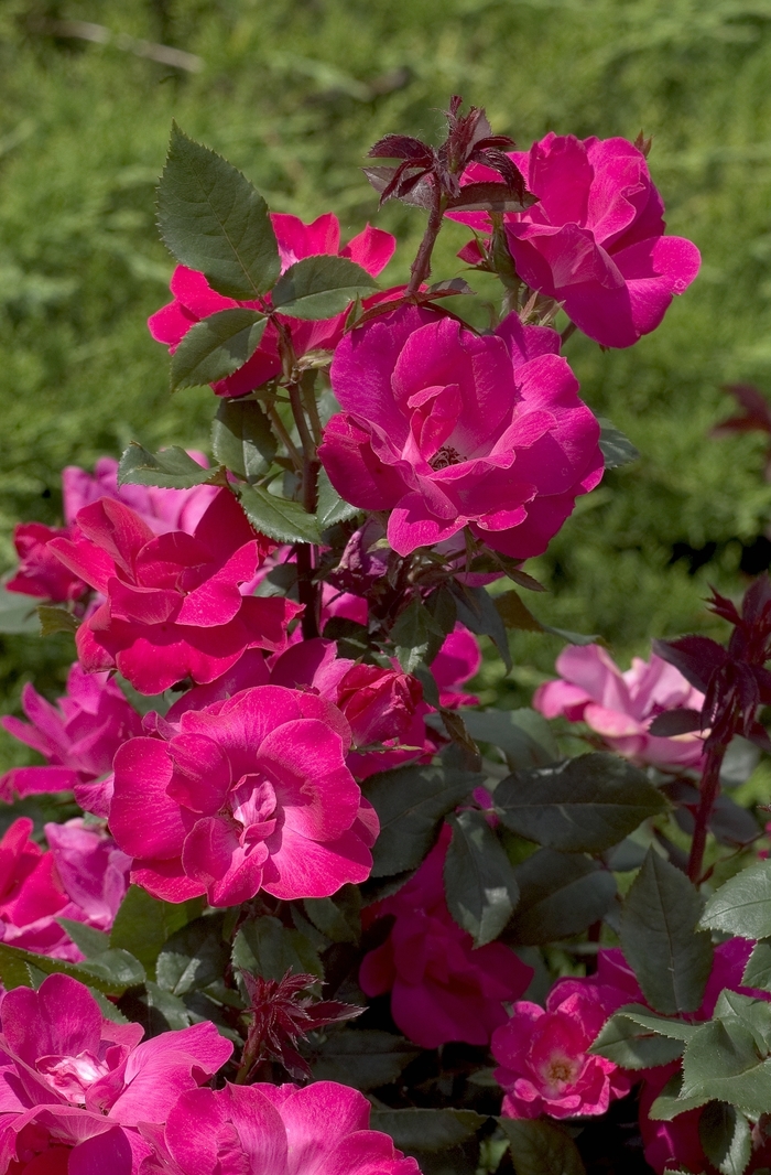 The Knock Out® Rose - Rosa 'Radrazz' from Kings Garden Center