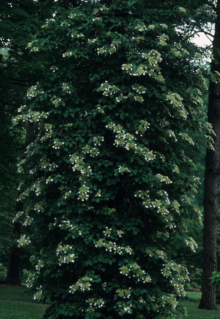 Climbing Hydrangea - Hydrangea anomala subsp. petiolaris from Kings Garden Center