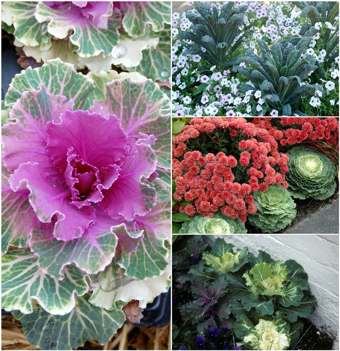 Flowering Kale - Multiple Varieties from Kings Garden Center