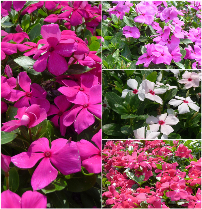 Annual Vinca; Periwinkle - Catharanthus roseus 'Cora Mix' from Kings Garden Center