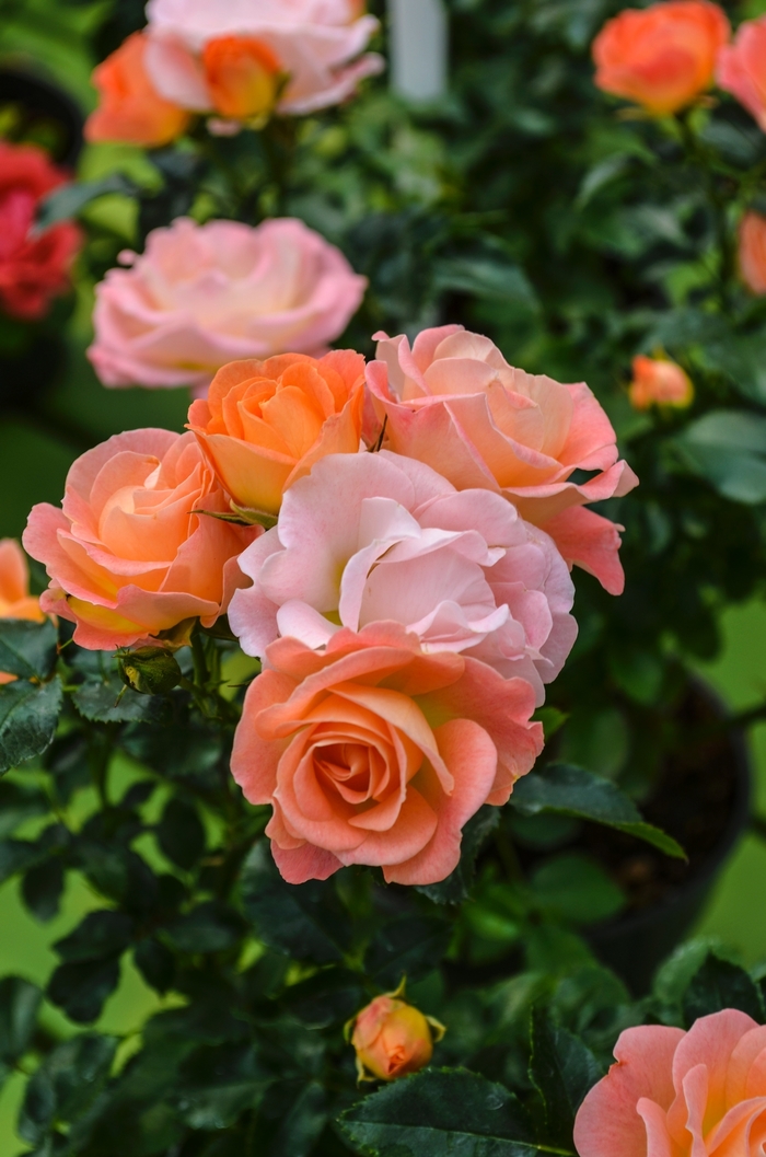 Peach Drift® - Rosa 'Meiggili' from Kings Garden Center