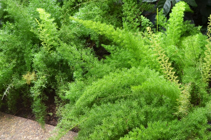 Foxtail Fern - Asparagus densiflorus 'Myers' from Kings Garden Center