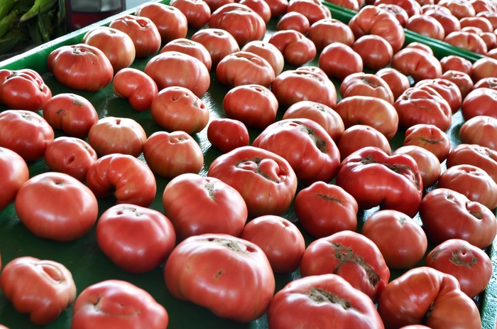 German Johnson Tomato - Heirloom Tomato from Kings Garden Center
