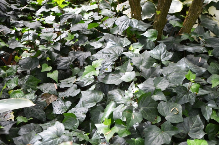Algerian Ivy - Hedera caneriensis ''Algerian Ivy'' from Kings Garden Center