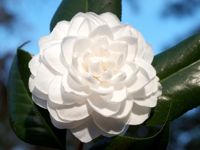 Camellia - Camellia japonica 'Seafoam' from Kings Garden Center