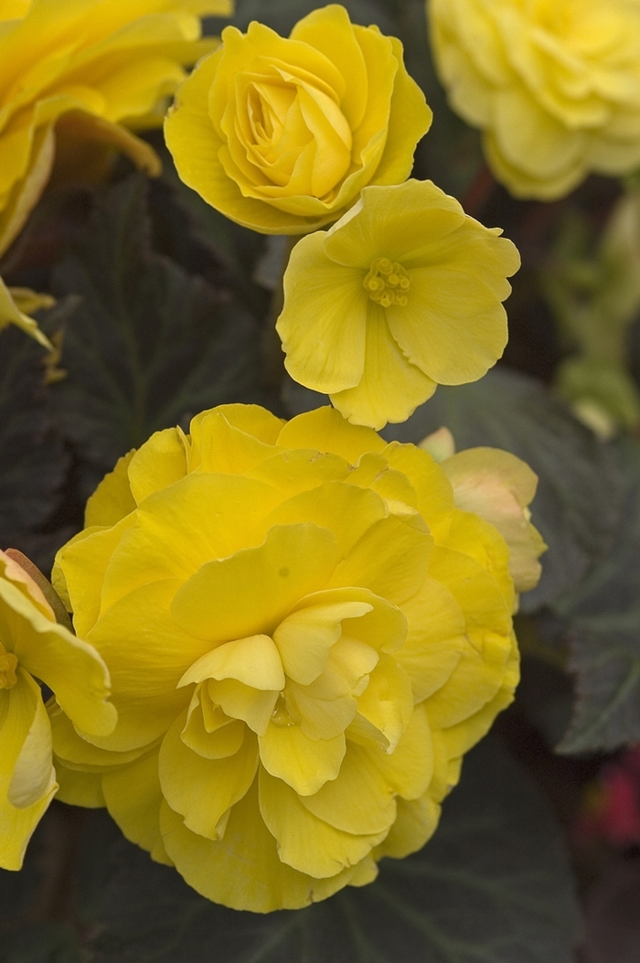 Mocca Yellow Begonia - Begonia tuberosa 'Nonstop® Mocca Yellow' from Kings Garden Center