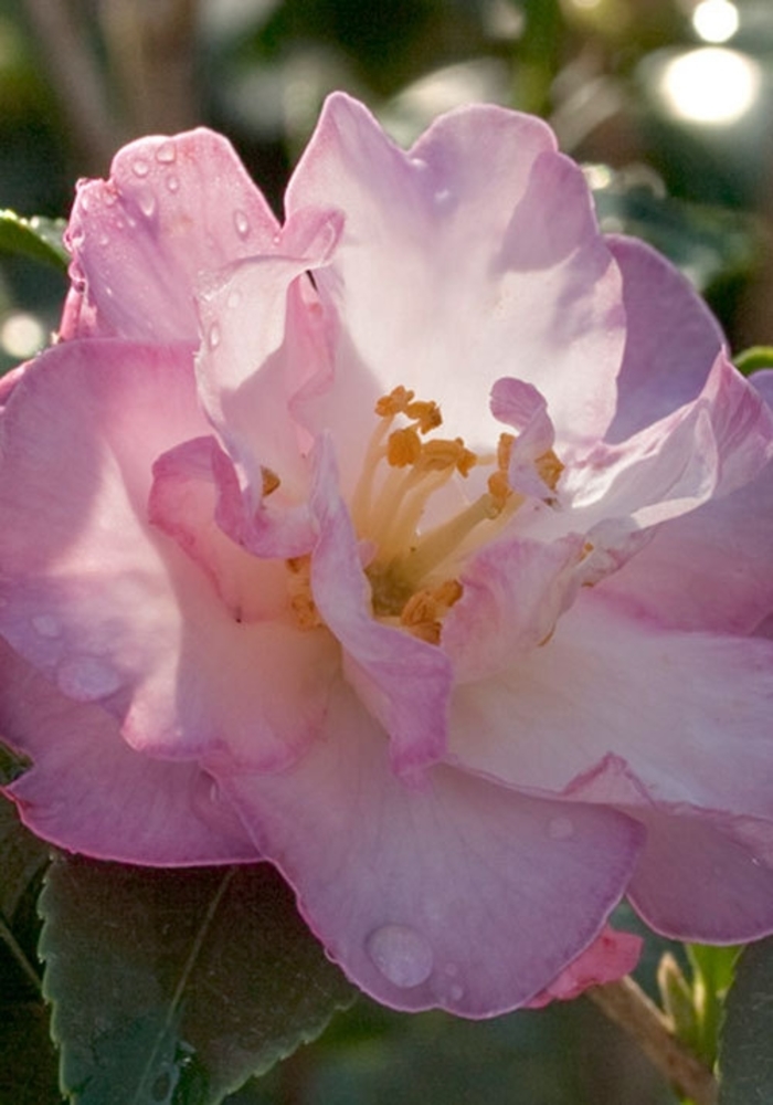 October Magic® Dawn™ Camellia - Camellia sasanqua 'October Magic Dawn' from Kings Garden Center