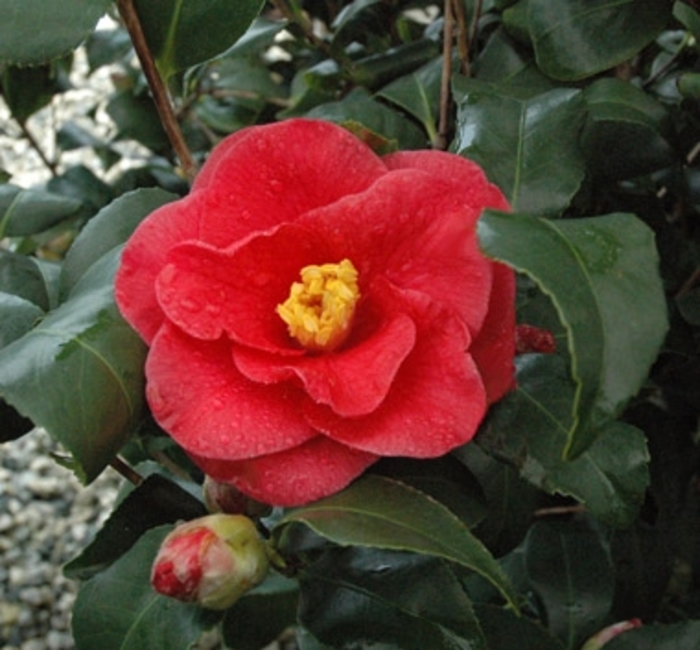 Camellia Greensboro Red - Camellia japonica 'Greensboro Red from Kings Garden Center