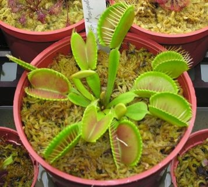 Venus Fly Trap - Dionaea muscipula from Kings Garden Center