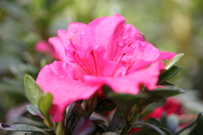 Azalea - Rhododendron x 'Bloom-A-Thon® Hot Pink' from Kings Garden Center