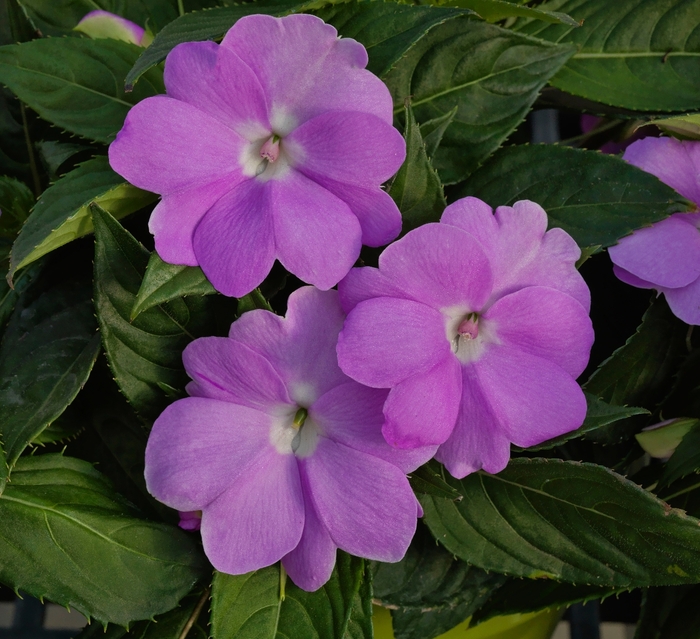 'SunPatiens® Compact Orchid' - Impatiens x hybrida 'Orchid' from Kings Garden Center
