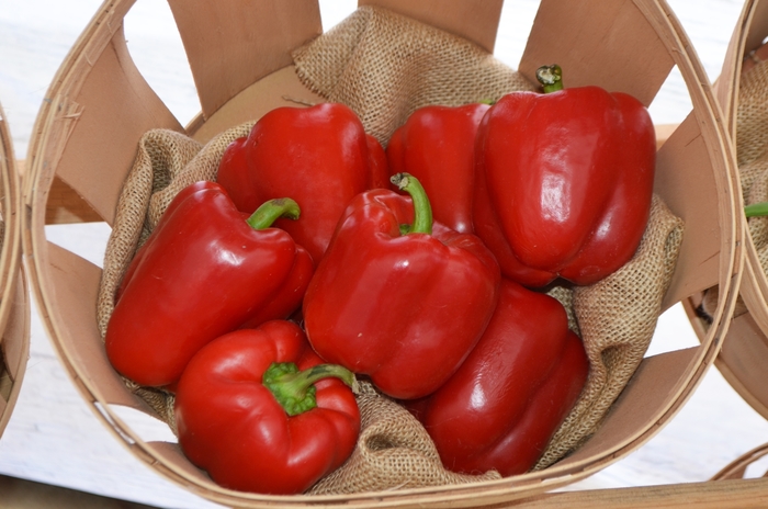 Red Bell Pepper - Capsicum annuum from Kings Garden Center