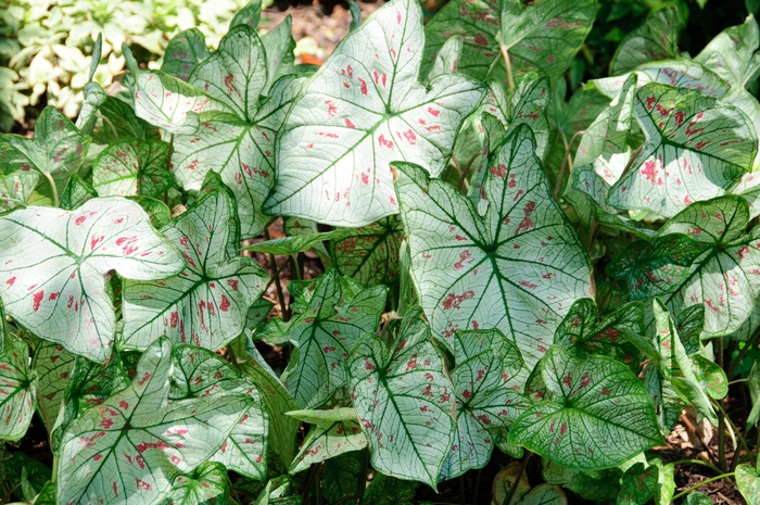 Fancy-leaf Caladium - Caladium 'Strawberry Star' from Kings Garden Center