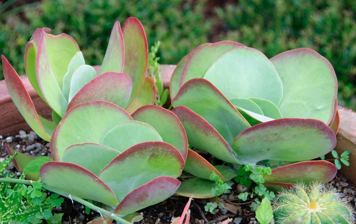 Paddle Plant - Kalanchoe luciae from Kings Garden Center
