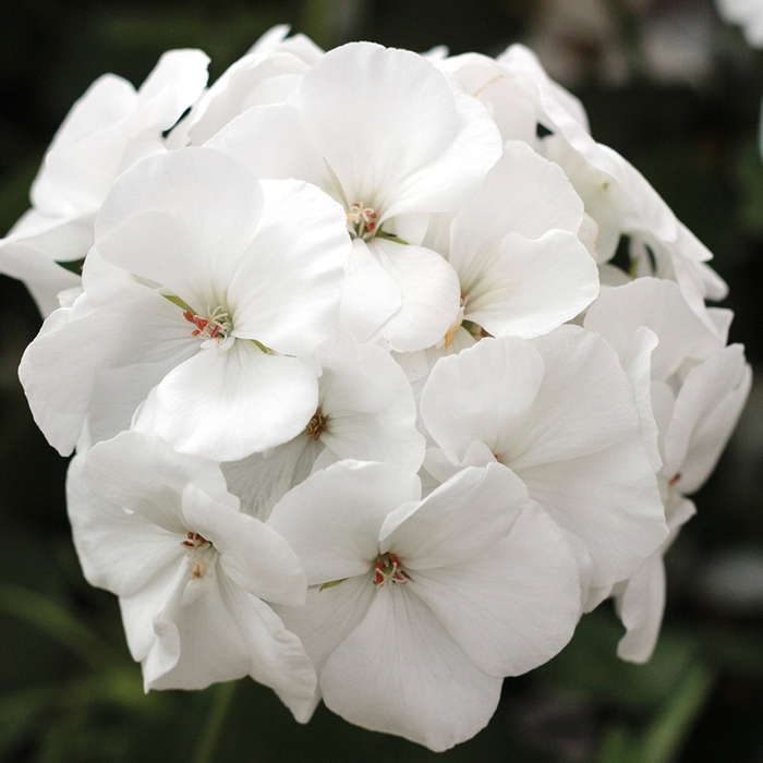 Interspecific Geranium - Pelargonium 'Calliope® Medium White' from Kings Garden Center