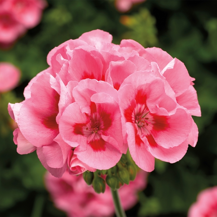 Interspecific Geranium - Pelargonium 'Calliope® Medium Pink Flame' from Kings Garden Center