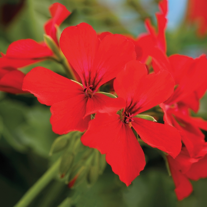 Interspecific Geranium - Pelargoniu 'Caliente® Deep Red' from Kings Garden Center