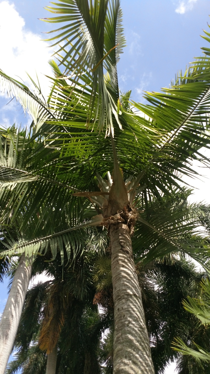 Majesty Palm - Ravenea rivularis from Kings Garden Center