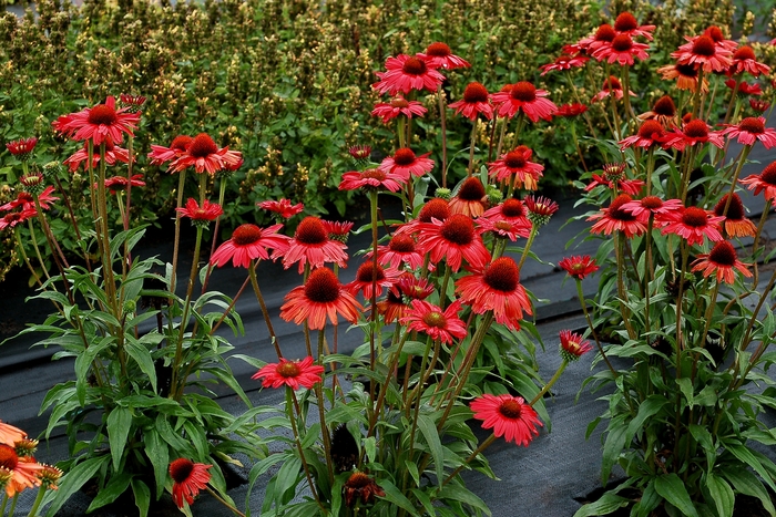 Coneflower - Echinacea 'Kismet Red' from Kings Garden Center