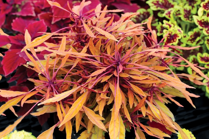 FANCY FEATHERS™ - Coleus scutellarioides 'Copper' from Kings Garden Center
