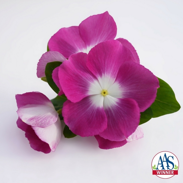 Madagascar Periwinkle - Catharanthus roseus 'Mega Bloom Orchid Halo' from Kings Garden Center