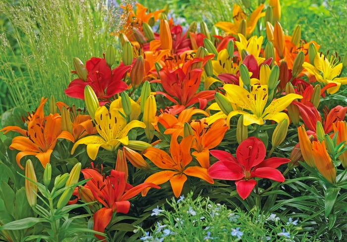 Lily asiatc - Multiple Varieties from Kings Garden Center