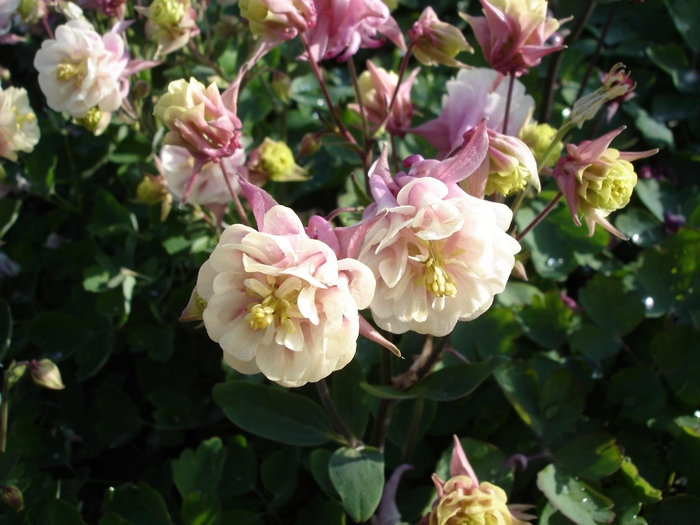 Columbine - Aquilegia vulgaris 'Winky Double Rose & White' from Kings Garden Center