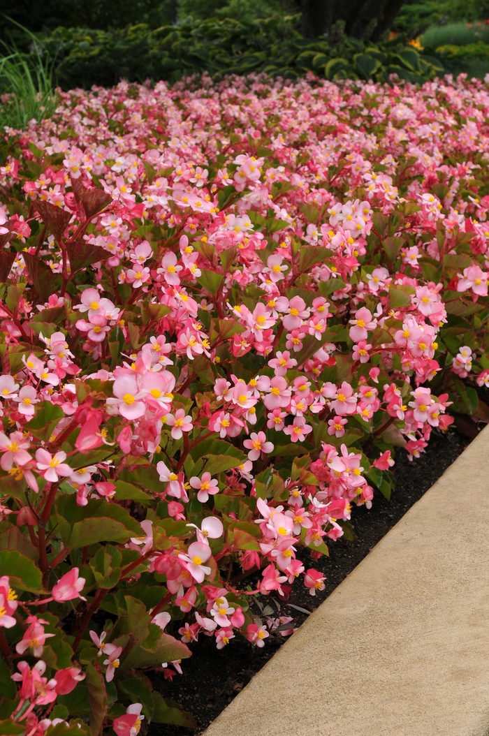 BabyWing® Begonia - Begonia x hybrida 'BabyWing Pink' from Kings Garden Center