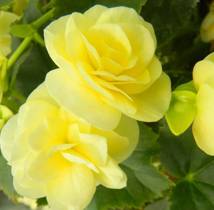 Solenia® Rieger Begonia - Begonia x hiemalis 'Solenia® Light Yellow' from Kings Garden Center