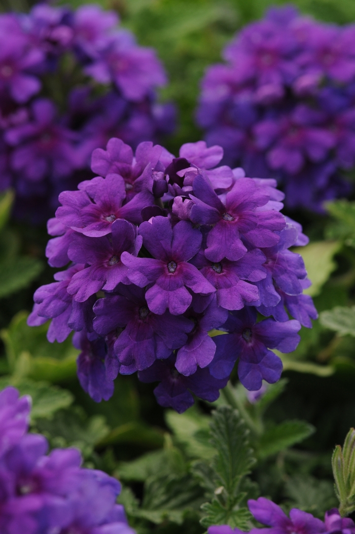 EnduraScape™ Dark Purple - Verbena peruviana from Kings Garden Center