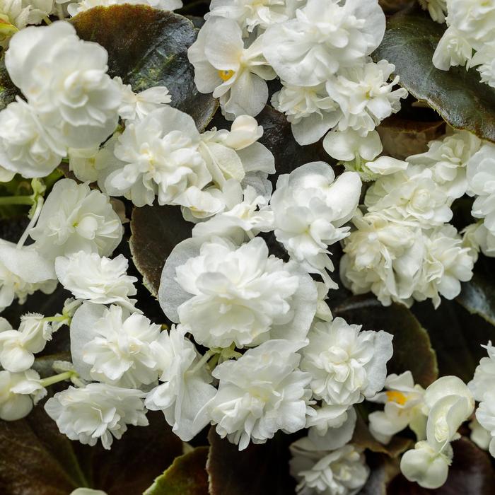 Double Up™ White - Begonia semperflorens from Kings Garden Center