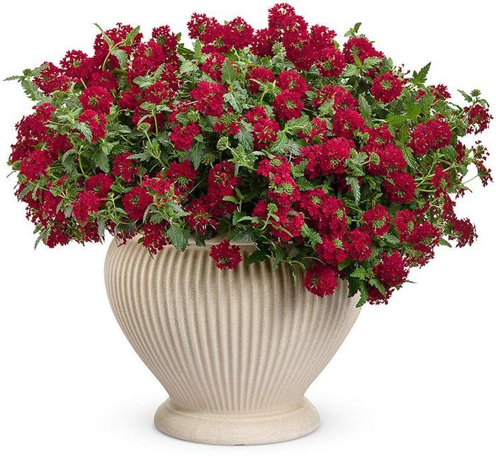 Superbena Royale® Red - Verbena hybrid from Kings Garden Center