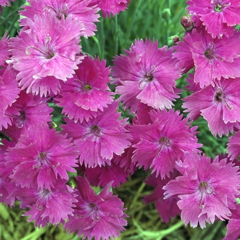 Dianthus 'Neon Star' - Pinks-Alpine