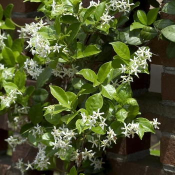 Trachelospermum jasminoides 'Madison' - Star Jasmine